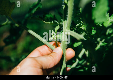 Ausgeizen der Seitentriebe bei Tomatenpflanze Foto Stock