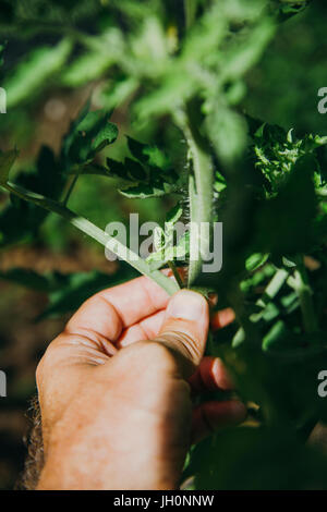 Ausgeizen der Seitentriebe bei Tomatenpflanze Foto Stock