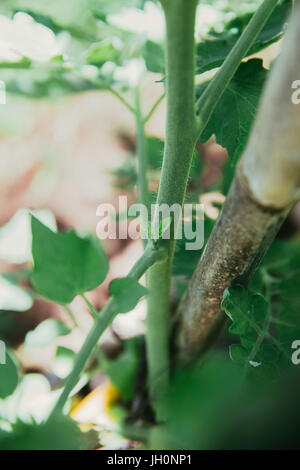 Ausgeizen der Seitentriebe bei Tomatenpflanze Foto Stock