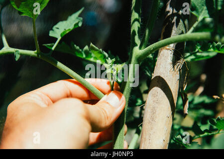 Ausgeizen der Seitentriebe bei Tomatenpflanze Foto Stock