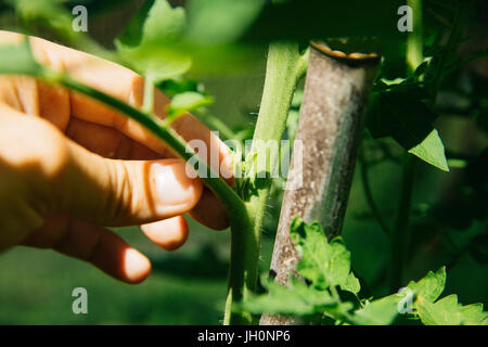 Ausgeizen der Seitentriebe bei Tomatenpflanze Foto Stock