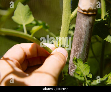 Ausgeizen der Seitentriebe bei Tomatenpflanze Foto Stock