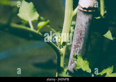 Ausgeizen der Seitentriebe bei Tomatenpflanze Foto Stock