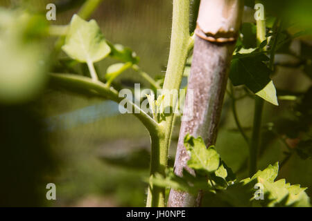 Ausgeizen der Seitentriebe bei Tomatenpflanze Foto Stock