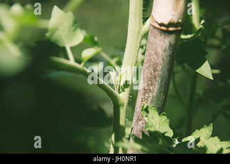 Ausgeizen der Seitentriebe bei Tomatenpflanze Foto Stock