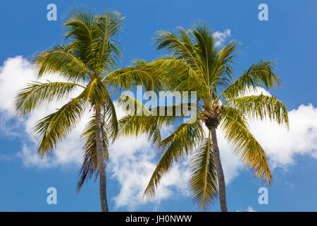 Due alberi di palma tropicali aganist nuvole bianche in un cielo blu in Florida Keys Foto Stock