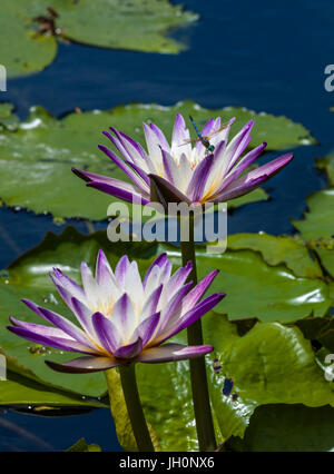 Due viola fioritura bianco Ninfee in stagno Foto Stock