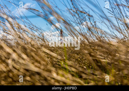 Faro in sfocato e sfondo. Wild Reed è a fuoco e in primo piano. Questa foto è stata scattata a Sankt Peter Ording, sul mare della Germania Foto Stock