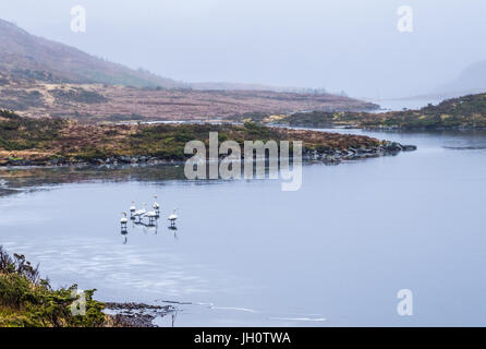 Cigni su un lago ghiacciato Foto Stock