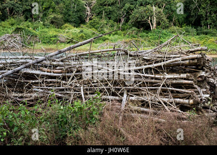 Pila di rami di alberi in Nagarhole National Park in Kabini, Karnataka, India Foto Stock