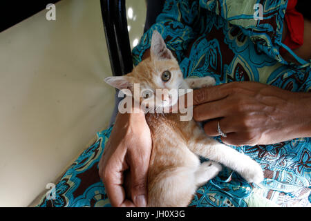 Donna accarezzare un gattino. Cambogia. Foto Stock