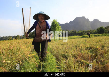 L'agricoltore che lavorano in campi di riso nel paesaggio rurale. Laos. Foto Stock