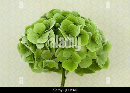 Vicino allo studio di un verde testa mop hydrangea. Foto Stock