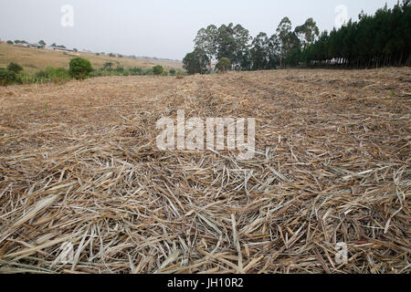 Raccolte di piantagione di canna da zucchero. Uganda. Foto Stock