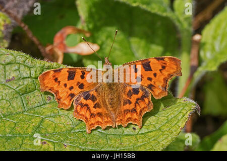 Virgola butterfly (Polygonia c-album) Foto Stock