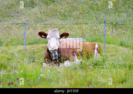 Bull giacente in erba su una collina di una montagna del Tirolo in Austria Foto Stock