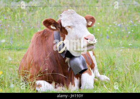 Bull giacente in erba su una collina di una montagna del Tirolo in Austria Foto Stock