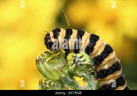 Extreme close up della testa del Parlamento cinabro Moth caterpillar (Tyria jacobaeae) alimentazione su erba tossica fiori Foto Stock