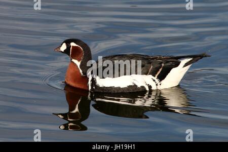 Nuoto Eurasian Red-breasted Goose (Branta ruficollis). Foto Stock