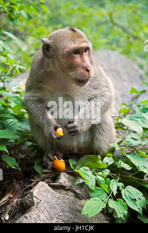 Il macaco rhesus macaca mulatta, è una delle più note specie di scimmie del Vecchio Mondo. Macachi Rhesus abitano in una grande varietà di habitat da gr Foto Stock