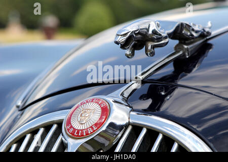 Badge e 'saltando gatto' mascotte del cofano di una Jaguar Mk 2 3,8 litro Foto Stock