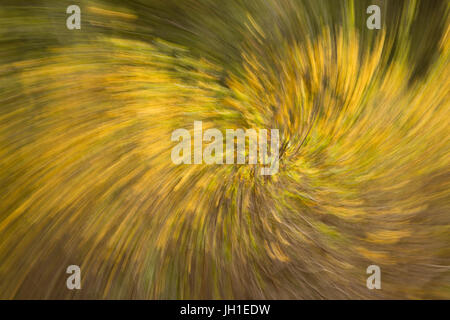 Abstract di una molla albero in fiore. In effetti della fotocamera. Foto Stock