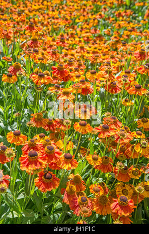 Helenium 'sahin presto flowerer' Foto Stock