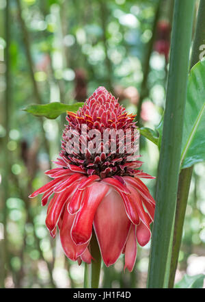 Torcia di zenzero lo zenzero fiore, red ginger lily, torcia lily, wild ginger: Etlingera elatior. Trinidad. Foto Stock