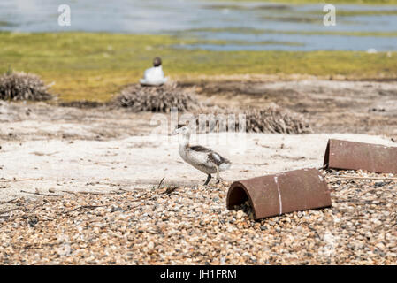 Un permanente pulcino Shelduck (Tadorna tadorna) Foto Stock