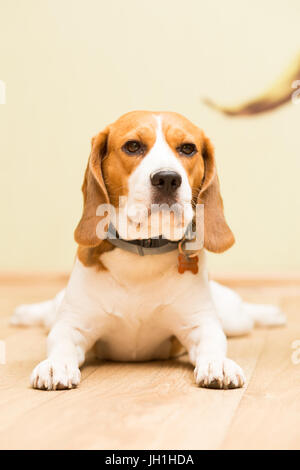 Cane beagle all età di 2 anni, una femmina sdraiato sul pavimento e guardare avanti Foto Stock