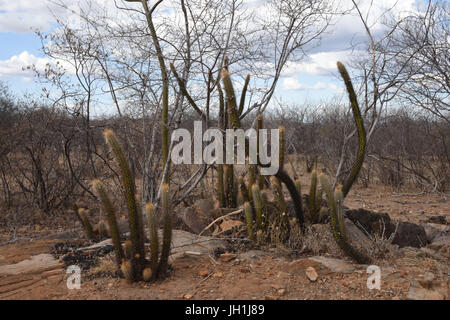 Cactus Xiquexique, Pilosocereus gounellei, 2017, Caatinga, Boa Vista, Paraíba, Brasile Foto Stock