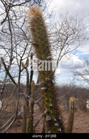 Cactus Xiquexique, Pilosocereus gounellei, 2017, Caatinga, Boa Vista, Paraíba, Brasile Foto Stock