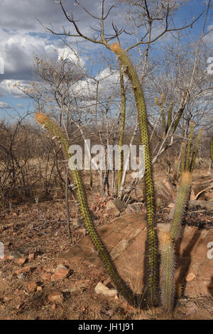 Cactus Xiquexique, Pilosocereus gounellei, 2017, Caatinga, Boa Vista, Paraíba, Brasile Foto Stock