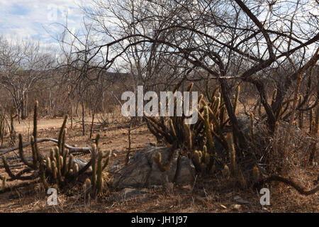 Cactus Xiquexique, Pilosocereus gounellei, 2017, Caatinga, Boa Vista, Paraíba, Brasile Foto Stock