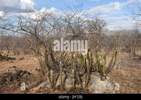 Cactus Xiquexique, Pilosocereus gounellei, 2017, Caatinga, Boa Vista, Paraíba, Brasile Foto Stock