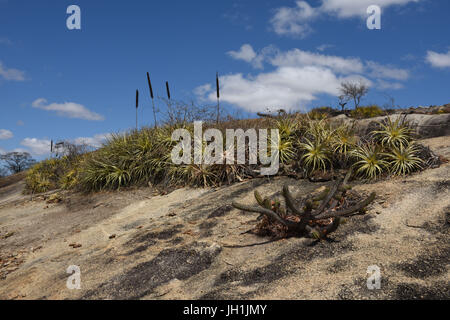 Cactus Xiquexique, Macambira, pietra, 2017, Caatinga, Boa Vista, Paraíba, Brasile Foto Stock