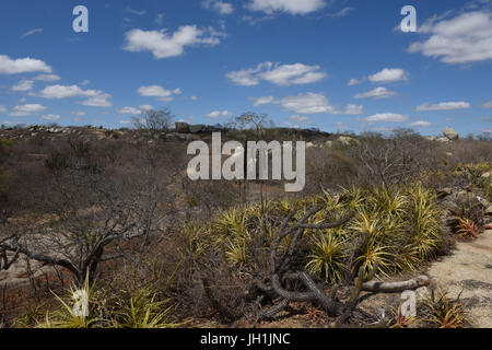 Cactus Xiquexique, Macambira, pietra, 2017, Caatinga, Boa Vista, Paraíba, Brasile Foto Stock