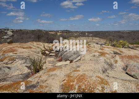 Cactus Xiquexique, Macambira, pietra, 2017, Caatinga, Boa Vista, Paraíba, Brasile Foto Stock