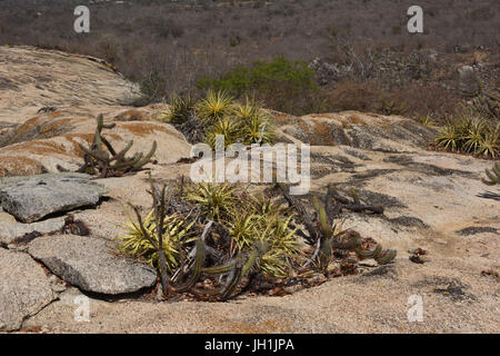 Cactus Xiquexique, Macambira, pietra, 2017, Caatinga, Boa Vista, Paraíba, Brasile Foto Stock