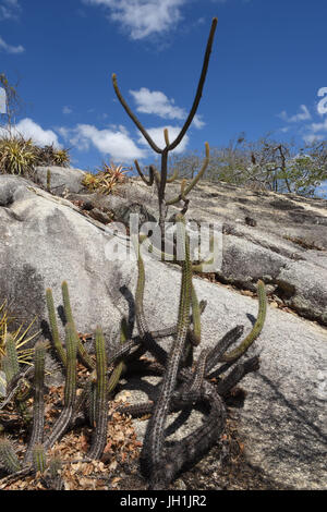 Cactus Xiquexique, Macambira, pietra, 2017, Caatinga, Boa Vista, Paraíba, Brasile Foto Stock