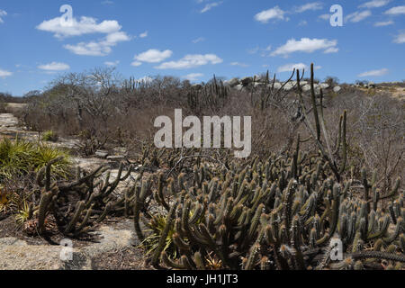 Cactus Xiquexique, Macambira, mandacarú, pietra, 2017, Caatinga, Boa Vista, Paraíba, Brasile Foto Stock