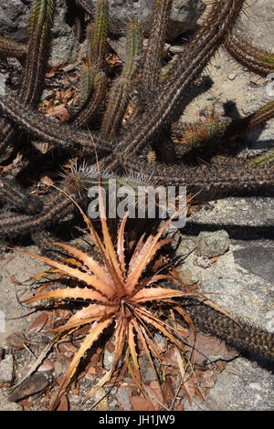 Cactus Xiquexique, Macambira, 2017, Caatinga, Boa Vista, Paraíba, Brasile Foto Stock