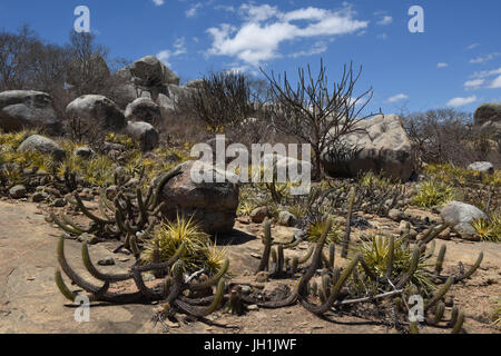 Cactus Xiquexique, Macambira, 2017, Caatinga, Boa Vista, Paraíba, Brasile Foto Stock