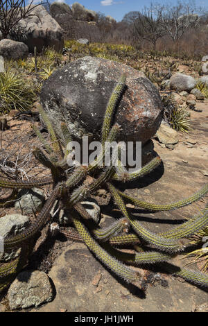 Cactus Xiquexique, Macambira, 2017, Caatinga, Boa Vista, Paraíba, Brasile Foto Stock