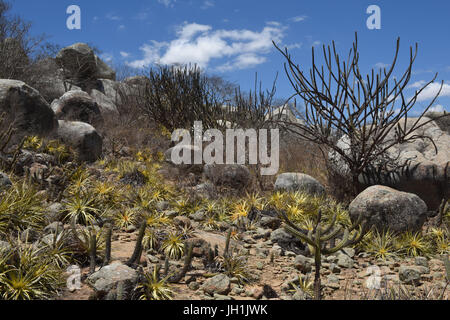 Cactus Xiquexique, Macambira, mandacarú, pietra, 2017, Caatinga, Boa Vista, Paraíba, Brasile Foto Stock