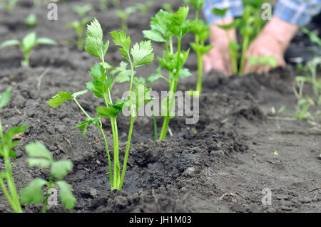 Il contadino le mani di piantare una piantina di sedano nell'orto, il fuoco selettivo in primo piano Foto Stock
