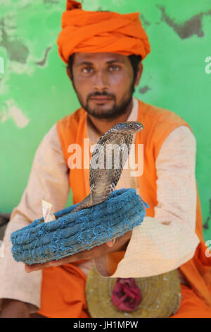 Il serpente incantatore in Nandgaon, Uttar Pradesh. India. Foto Stock