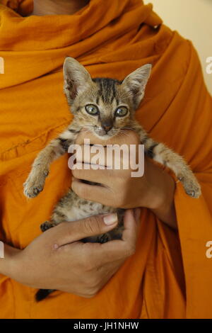 Monaco novizio in una pagoda di Khmer. Cambogia. Foto Stock