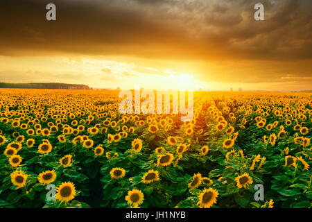 Bellissimi campi di girasole durante il tramonto in Ungheria Foto Stock