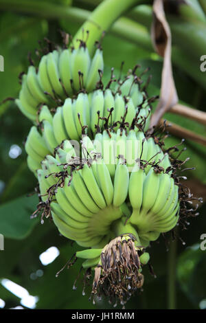 Albero di banana. Thailandia. Foto Stock